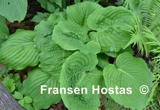 Hosta Surf and Turf